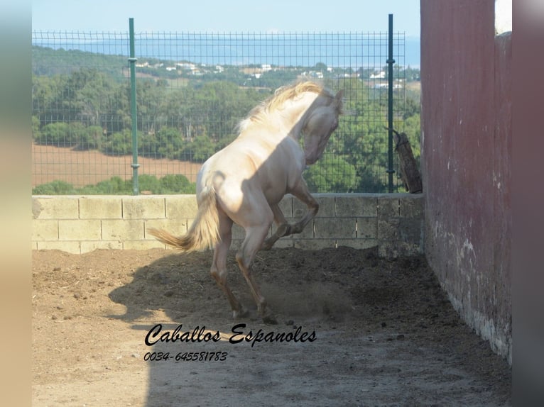 PRE Mix Hengst 2 Jaar 155 cm Perlino in Vejer de la Frontera