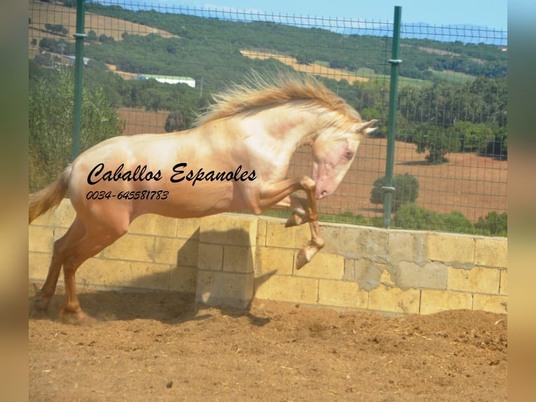 PRE Mix Hengst 2 Jaar 155 cm Perlino in Vejer de la Frontera