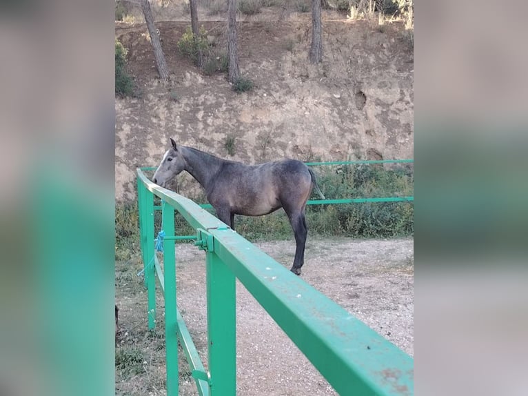 PRE Mix Hengst 2 Jaar 155 cm Schimmel in Barcelona