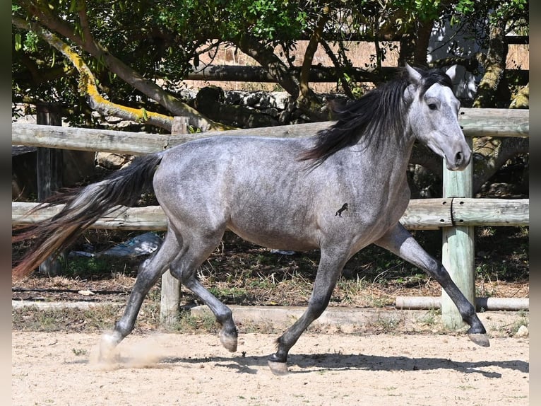 PRE Mix Hengst 2 Jaar 155 cm Schimmel in Menorca