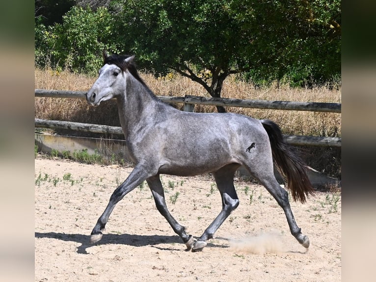 PRE Mix Hengst 2 Jaar 155 cm Schimmel in Menorca