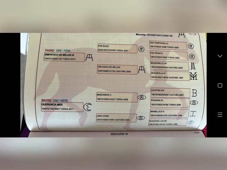 PRE Mix Hengst 2 Jaar 155 cm Zwart in Edling PRE Mix Hengst 2 Jaar 155 cm Zwart in Edling