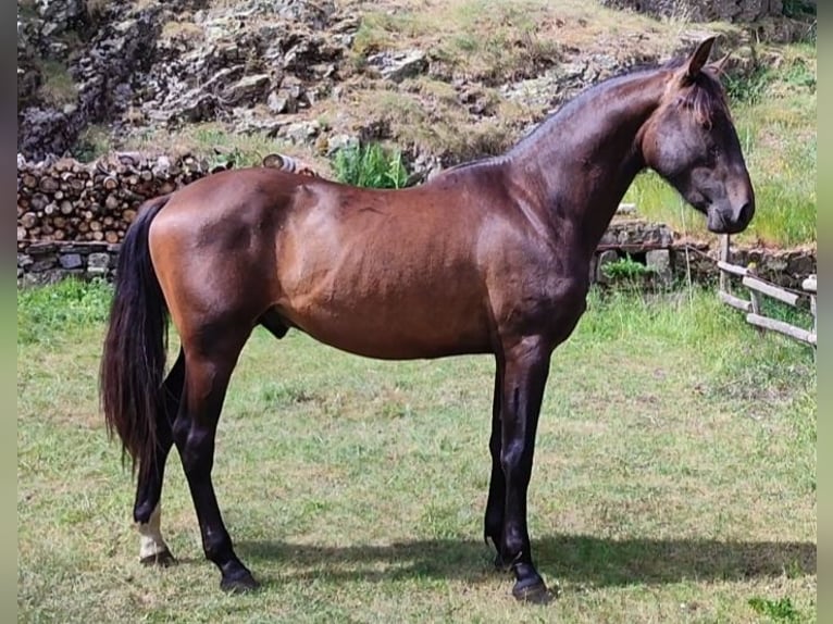 PRE Hengst 2 Jaar 155 cm Zwartbruin in Cillorigo de Liebana