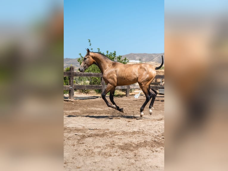 PRE Hengst 2 Jaar 156 cm Buckskin in Almeria
