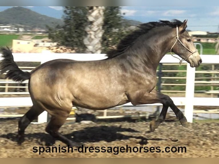 PRE Mix Hengst 2 Jaar 156 cm Buckskin in Barcelona