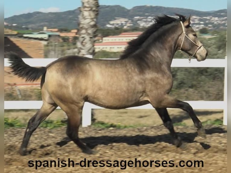 PRE Mix Hengst 2 Jaar 156 cm Buckskin in Barcelona