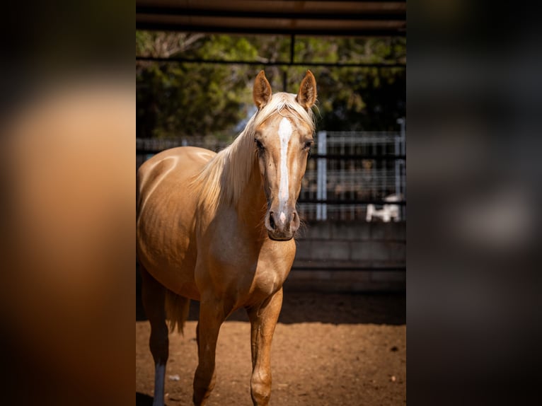 PRE Hengst 2 Jaar 156 cm Palomino in Rafelguaraf