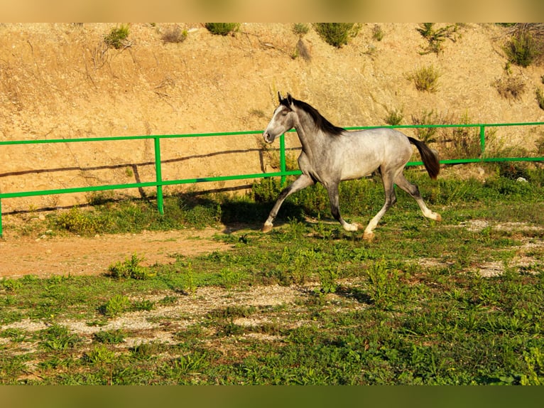 PRE Mix Hengst 2 Jaar 156 cm Schimmel in Terrassa