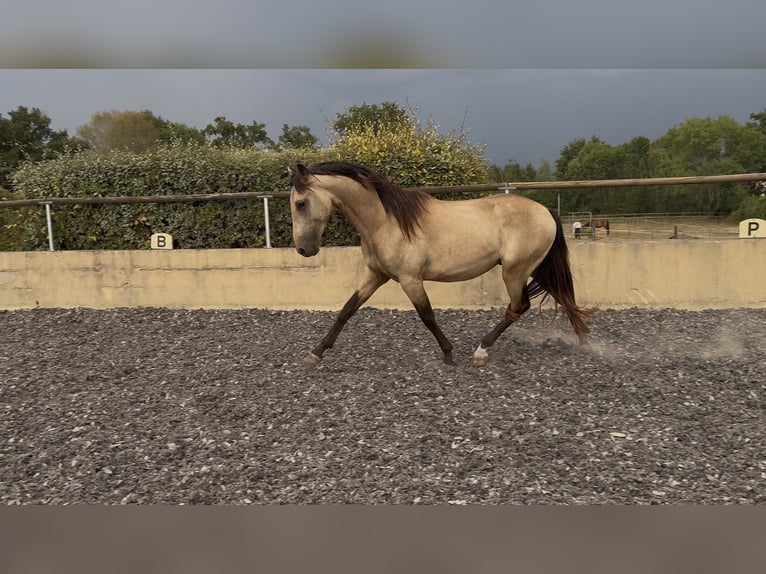 PRE Hengst 2 Jaar 157 cm Falbe in Fitilieu