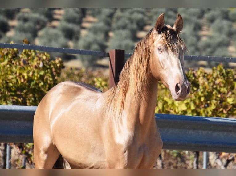 PRE Hengst 2 Jaar 157 cm Pearl in Provinz Cordoba