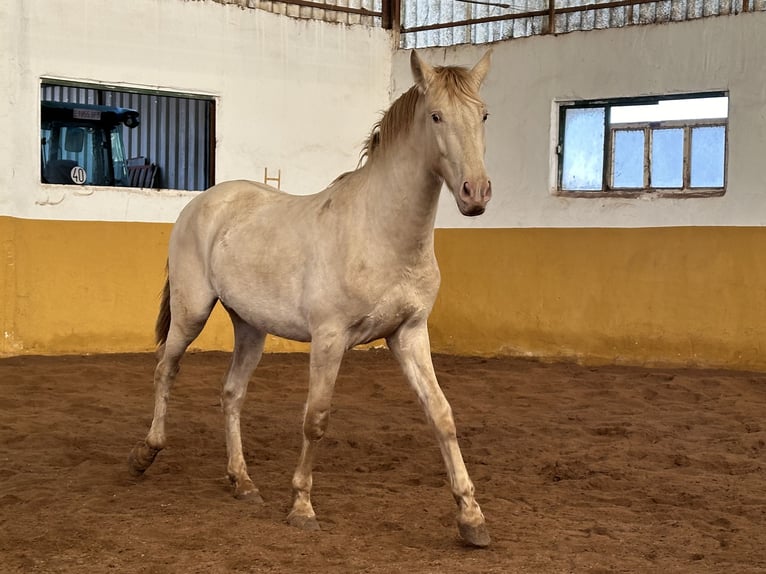 PRE Mix Hengst 2 Jaar 157 cm Perlino in Valderrubio