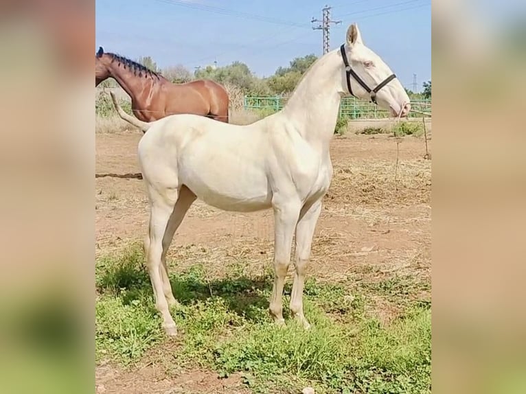 PRE Hengst 2 Jaar 157 cm Perlino in Polinya