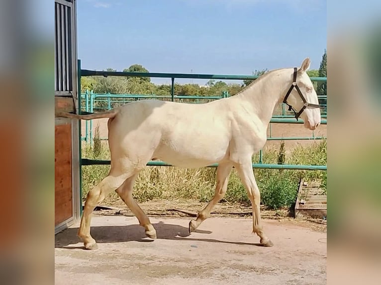 PRE Hengst 2 Jaar 157 cm Perlino in Polinya