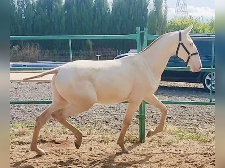 PRE Hengst 2 Jaar 157 cm Perlino in Polinya