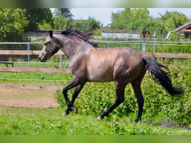 PRE Mix Hengst 2 Jaar 157 cm Schimmel in Brandis