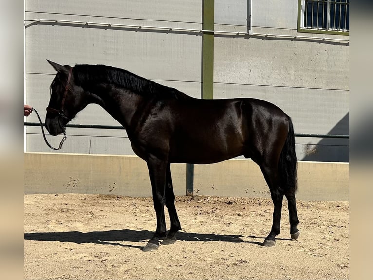 PRE Hengst 2 Jaar 157 cm Zwart in Vegas Altas
