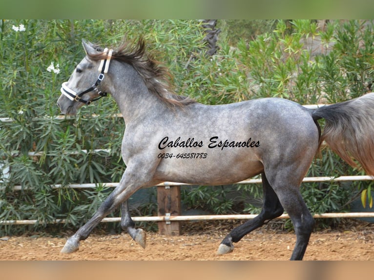 PRE Hengst 2 Jaar 158 cm Appelschimmel in Vejer de la Frontera