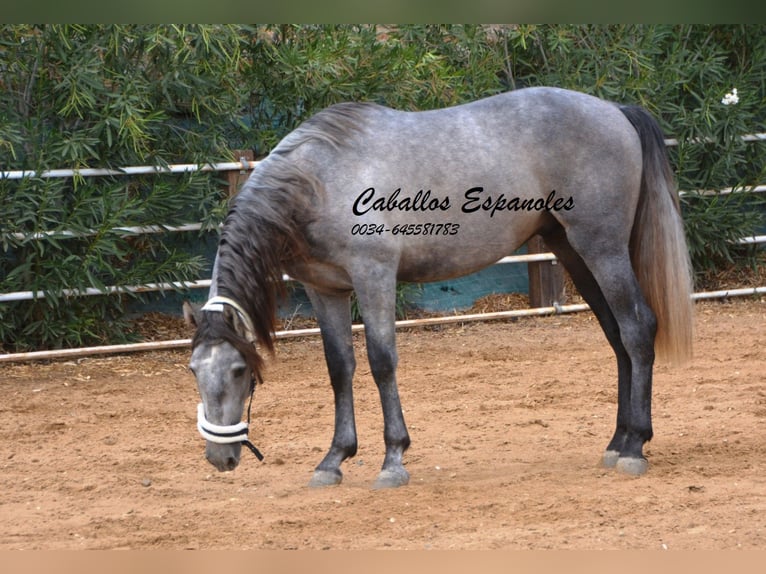 PRE Hengst 2 Jaar 158 cm Appelschimmel in Vejer de la Frontera