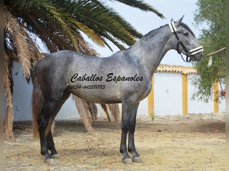 PRE Hengst 2 Jaar 158 cm Appelschimmel in Vejer de la Frontera