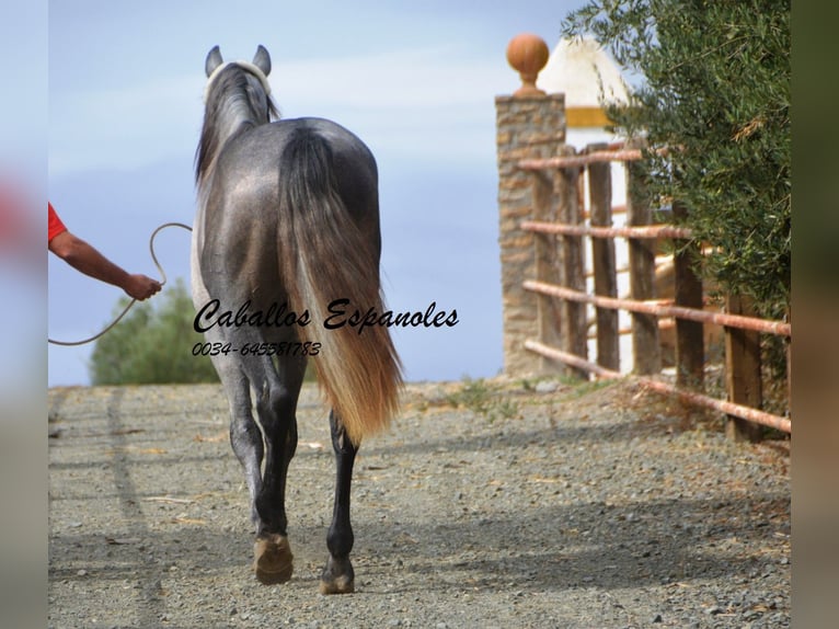 PRE Hengst 2 Jaar 158 cm Appelschimmel in Vejer de la Frontera