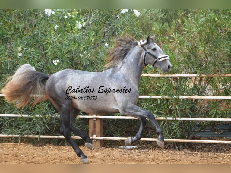 PRE Hengst 2 Jaar 158 cm Appelschimmel in Vejer de la Frontera