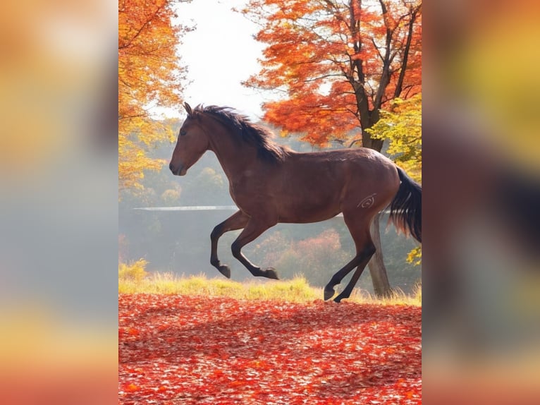 PRE Mix Hengst 2 Jaar 158 cm Bruin in Polenz