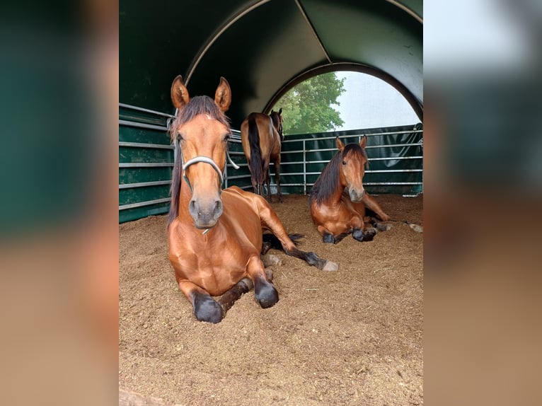 PRE Hengst 2 Jaar 158 cm Bruin in Marktoffingen