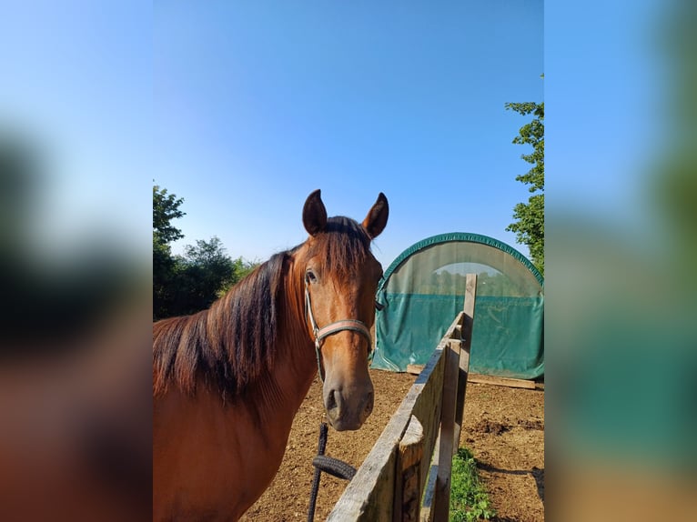 PRE Hengst 2 Jaar 158 cm Bruin in Marktoffingen