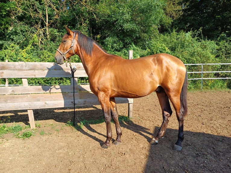 PRE Hengst 2 Jaar 158 cm Bruin in Marktoffingen