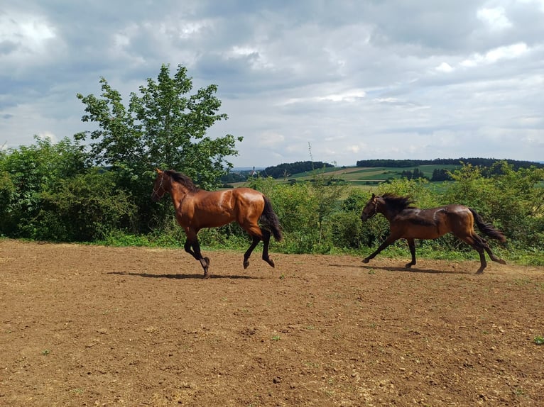 PRE Hengst 2 Jaar 158 cm Bruin in Marktoffingen