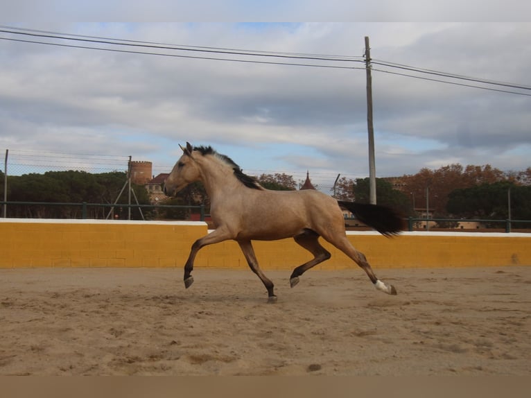 PRE Mix Hengst 2 Jaar 158 cm Falbe in Hamburg