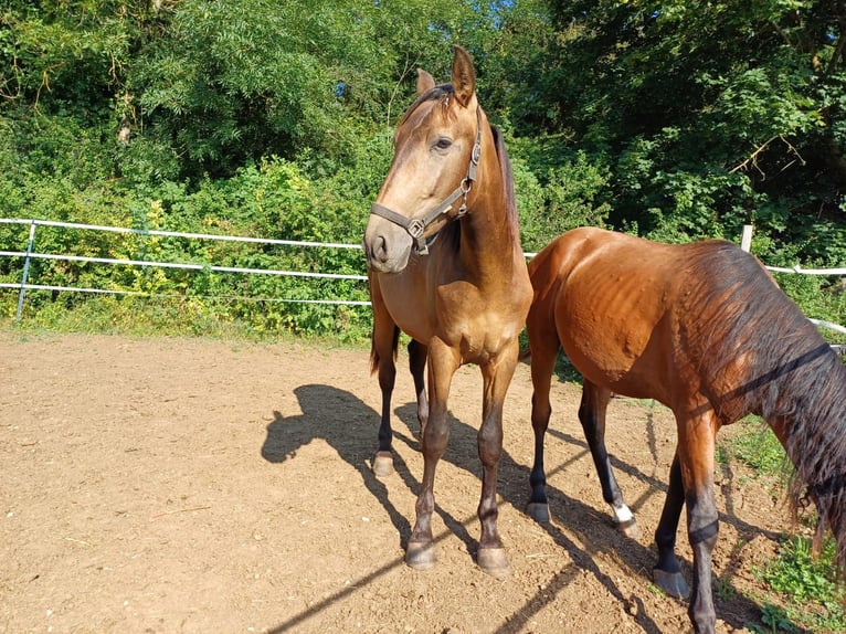 PRE Hengst 2 Jaar 158 cm Falbe in Marktoffingen