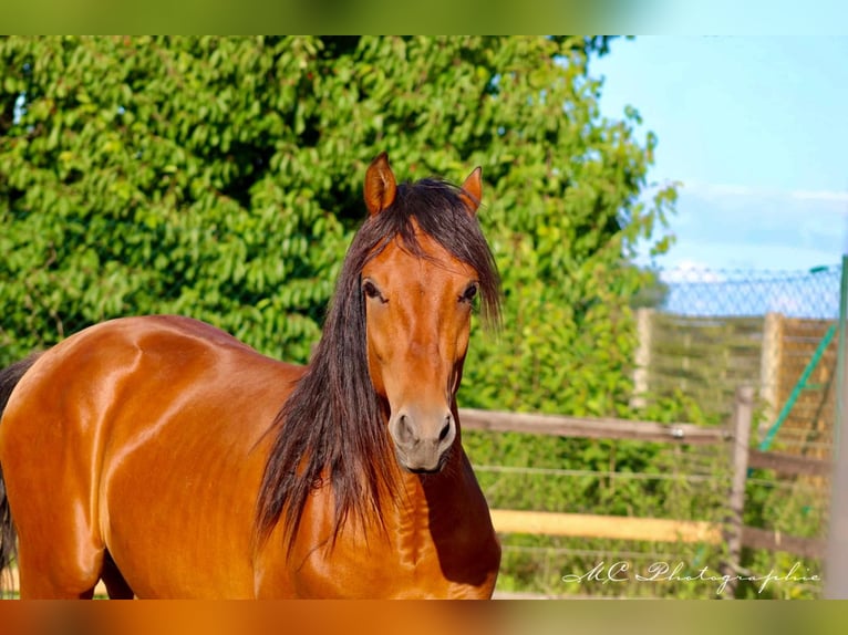 PRE Mix Hengst 2 Jaar 158 cm Lichtbruin in Polenz