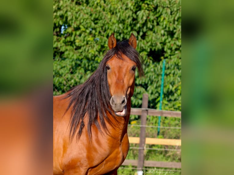 PRE Mix Hengst 2 Jaar 158 cm Lichtbruin in Polenz