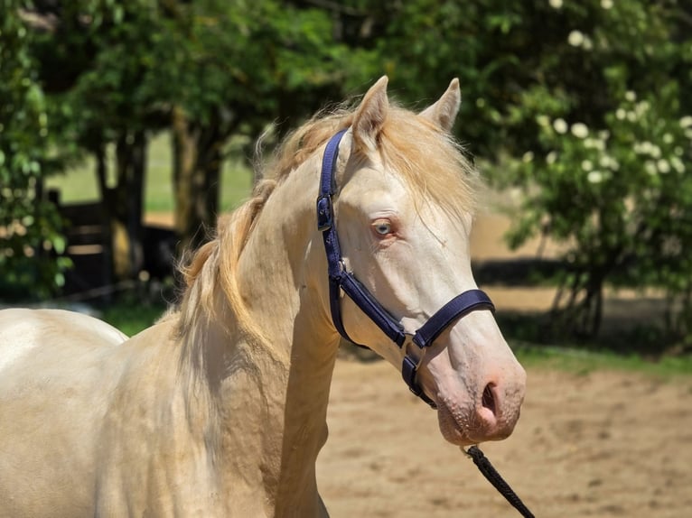 PRE Mix Hengst 2 Jaar 158 cm Perlino in Visz