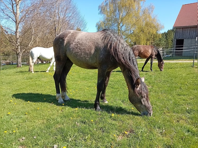 PRE Hengst 2 Jaar 158 cm Schimmel in Langschlag