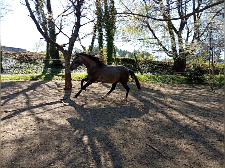 PRE Hengst 2 Jaar 158 cm Schimmel in Langschlag