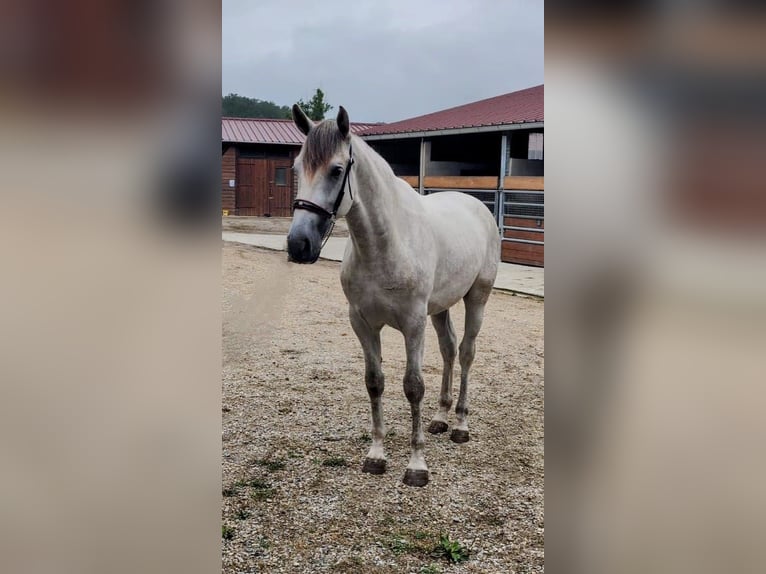 PRE Mix Hengst 2 Jaar 158 cm Schimmel in Caumont
