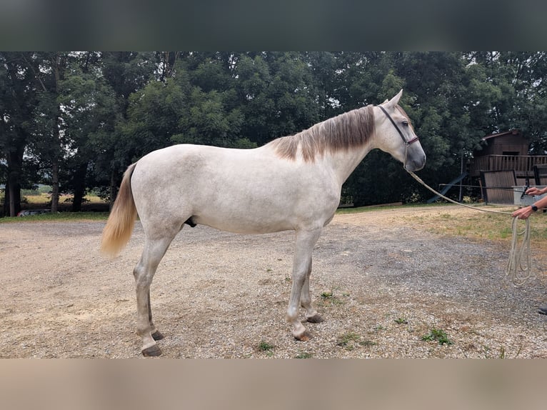 PRE Mix Hengst 2 Jaar 158 cm Schimmel in Caumont