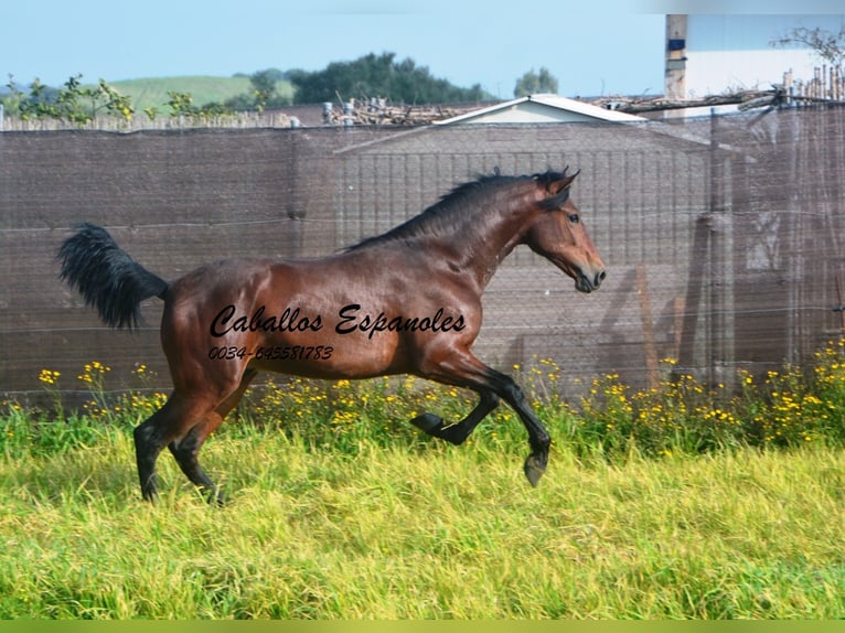 PRE Mix Hengst 2 Jaar 159 cm Bruin in vejer de la frontera