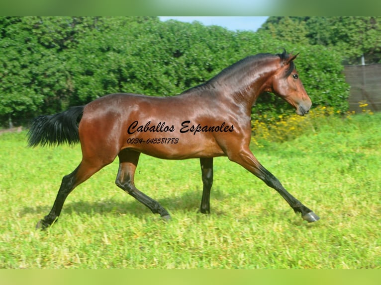 PRE Mix Hengst 2 Jaar 159 cm Bruin in vejer de la frontera