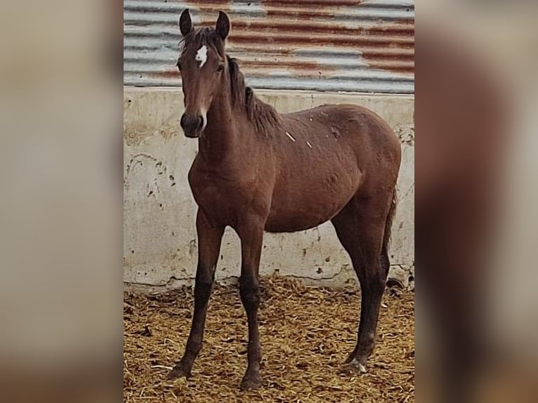 PRE Hengst 2 Jaar 159 cm Bruin in Alicante