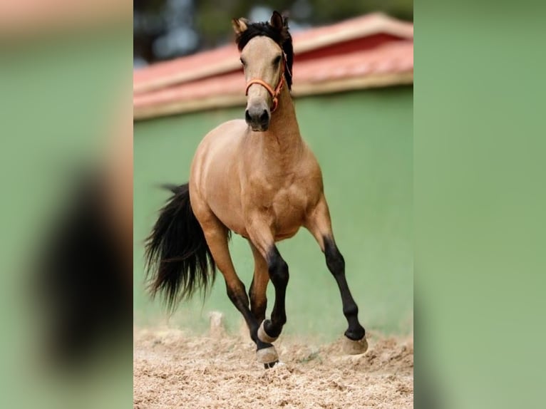 PRE Mix Hengst 2 Jaar 159 cm Buckskin in Valencia