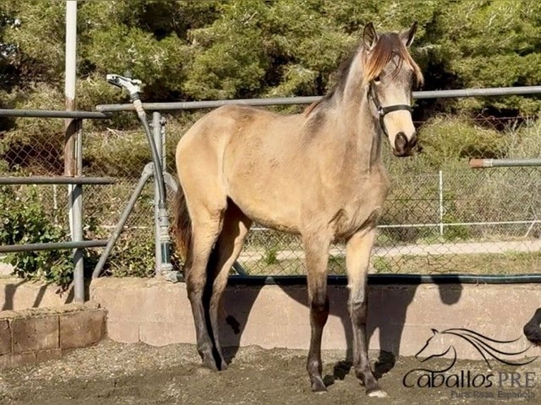 PRE Hengst 2 Jaar 159 cm in Barcelona