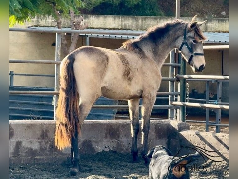 PRE Hengst 2 Jaar 159 cm in Barcelona