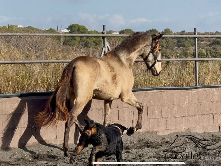 PRE Hengst 2 Jaar 159 cm in Barcelona