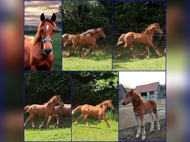 PRE Mix Hengst 2 Jaar 159 cm in Utschtal