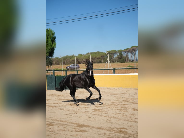 PRE Mix Hengst 2 Jaar 159 cm Zwart in Hamburg