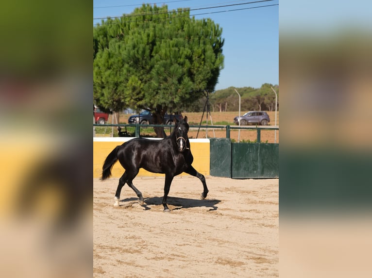 PRE Mix Hengst 2 Jaar 159 cm Zwart in Hamburg