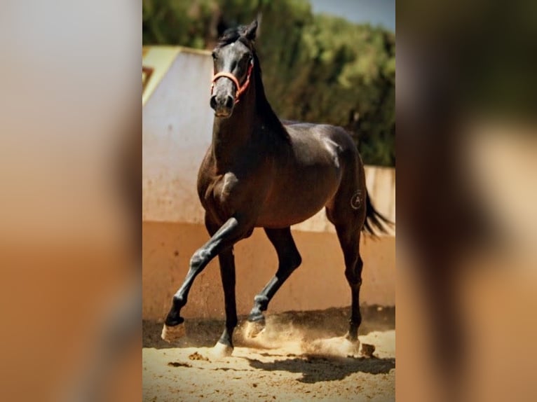PRE Mix Hengst 2 Jaar 159 cm Zwart in Valencia